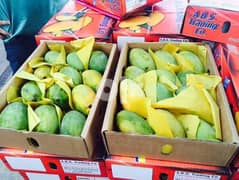 Mangoes  Pakistani Sindhari Mangoes for export only 0