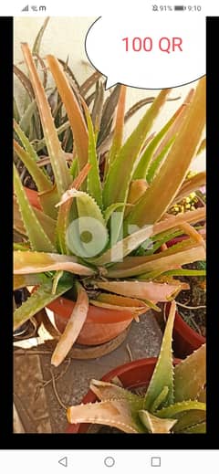Fresh and healthy Aloevera plants with pots @220 QR 0