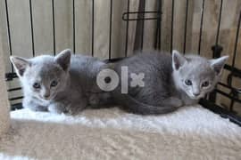 Blue Eyed Russian Blue Kittens Ready Now 0