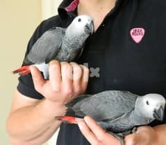 Adorable Pair of African Grey Parrots For Adoption. 0