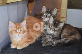 Chunky Maine Coon Kittens GCCF Registered 0