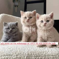 male and female british shorthair kittens for adoption 0