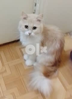 Shirazi cats female and male 2 month old ,free delivery 0