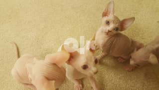 Lovely Sphynx Kittens 0
