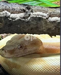 boa python 0