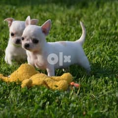 Pedigree Chihuahua Puppies 0