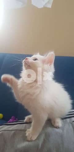 3 month fluffy male kitten for sale 0