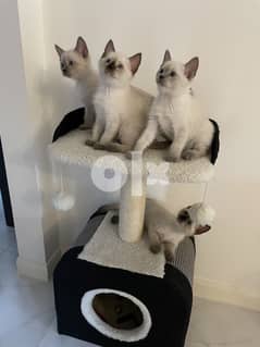 Siamese kittens 0