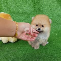 Healthy pomeranian Puppy for sale Whatsapp number‪+1 (408) 753‑0689‬ 0