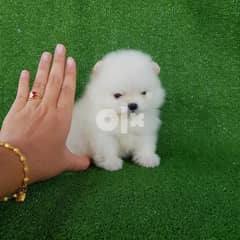 Purebred pomeranian Puppy for sale Whatsapp number‪+1 (408) 753‑0689‬ 0