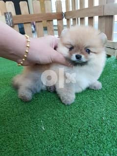Pomeranian Puppy for sale Whatsapp number ‪+1 (408) 753‑0689‬ 0