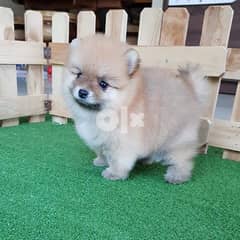 Healthy pomeranian puppy for sale 0