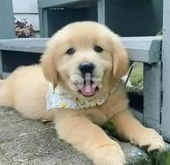 Beautiful golden retriever puppies Whatsapp me +37063204763 0