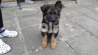 Healthy German Shepherd for puppy for sale 0