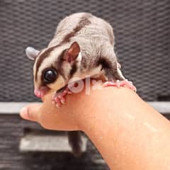 Male and female Suger gliders for sale 0