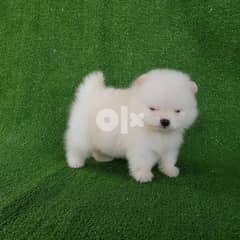 Teacup pomeranian puppy for sell WhatsApp now +1(408) 753-0689 0