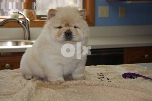 Chow Chow Puppies.  Whatsapp Me (+966 58392 1348) 1