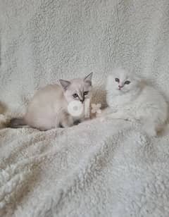 Adorable SCOTTISH fold/straight white and silver