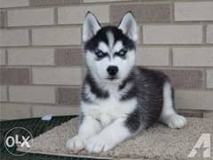 Male And Female Husky Puppies For Sale 0