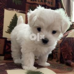 Male and female maltese puppy for sale 0