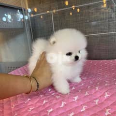Trained Pomeranian for sale 0