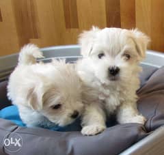 Gorgeous Kc Reg Maltese Puppies 0