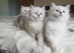 Siberian kittens for sale 0