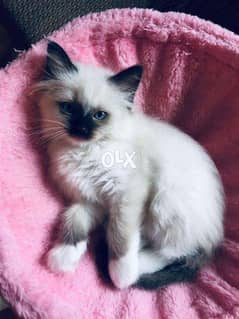 Stunning GCCF Registered Ragdoll Kittens 0