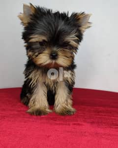 Yorkshire Terrier Puppies (Male and Female). 0