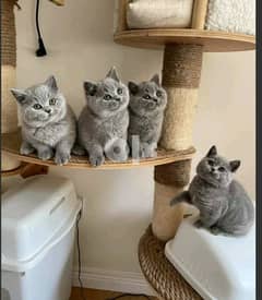 Beautiful British shorthair kittens[whatsapp. . . . . +4915175922976] 0