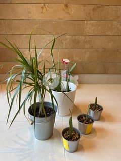 Indoor plants for sale 0