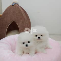 Beutiful Pomeranian Puppies{whatsapp. . . . +4915175922976] 0