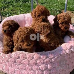 Beautiful toy poodle puppies. whatsapp(+4915175922976) 0