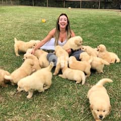 Beautiful Golden Retriever puppies. whatsapp(+4915175922976) 0
