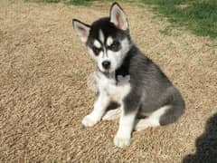 Adorable Siberian Husky Puppies   (Whatsapp at +972543909457) 0