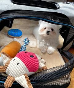 Beautiful Maltese Puppy Looking for New home 0