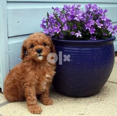Stunning Toy poodle puppies available 0