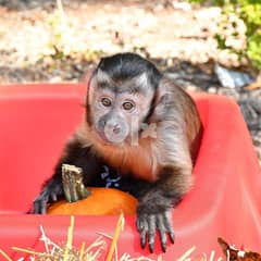 Capuchin Monkey For Sale 0
