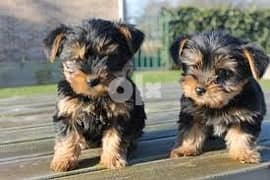 Tiny Yorkshire Terrier Puppies 0