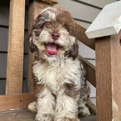 Cute Home Raised Cockapoo Puppies vailable 0