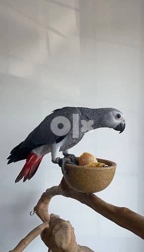African grey Parrots 0