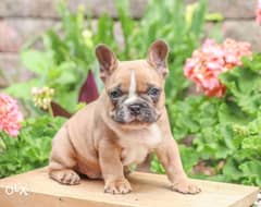 French Bulldog puppies WHATSAPP/ +971 54 379 7302 ONLY 0