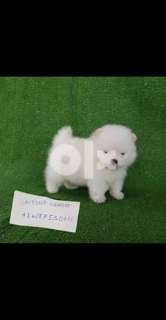 Teacup pomeranian Puppy for sale Whatsapp number‪+1 (408) 753‑0689‬ 0
