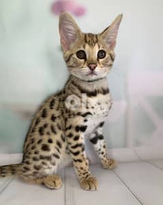 Savannah Kittens 0