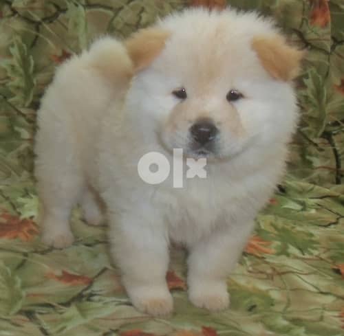 Whatsapp Me (+966 58392 1348) Chow Chow Puppies 1