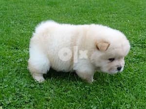 Whatsapp Me (+966 58392 1348) Chow Chow Puppies 2