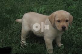 Whatsapp Me +905-31-324-0793  Sweet Labrador Puppies 0