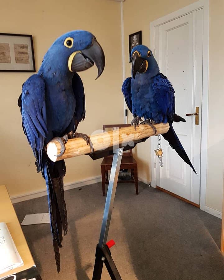 WhatsApp. . . . . +447448 829505 baby hyacinth macaw parrots available 0