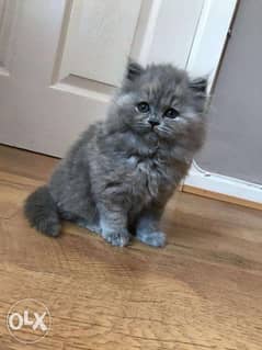 British Shorthair Kittens 0