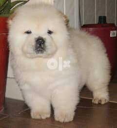 Whatsapp me (+407 2516 6661) Chow Chow Puppies 0